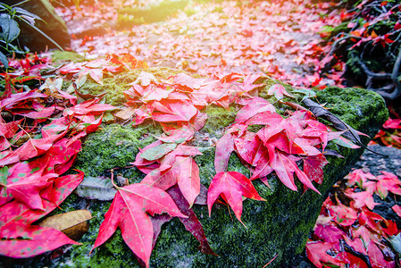 绿苔叶颜色变化秋林AcerCalcaratumGagnep图片