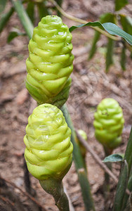 绿的shampoo姜花用于园的草药zingiberzerumbet野生姜图片素材