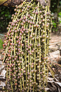 天然野生树上的鱼尾棕榈果Wart鱼尾棕榈图片
