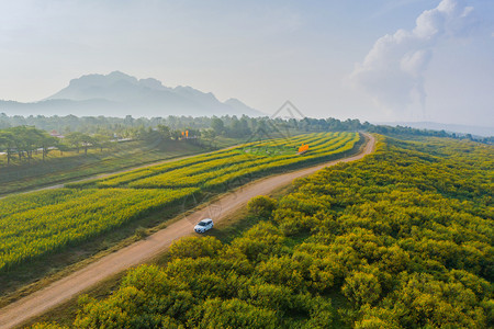 在泰国Lumpang省花园公和蓝天山丘上看到树Marigold或黄色花朵的空中景象旅行和度假概念的自然景观背图片