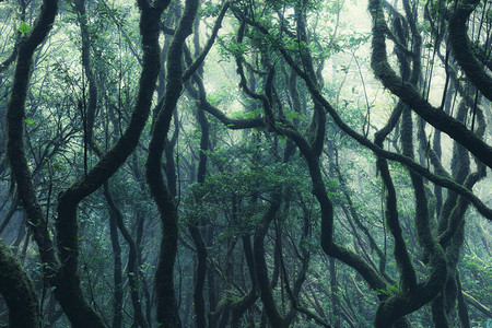 暗绿雾林中的树影图片