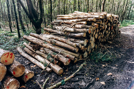 在松林中的原木堆叠图片