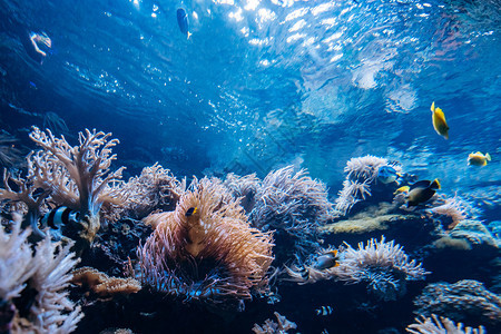 有珊瑚海绵和小热带鱼类在蓝海中游过背景图片