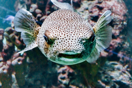 水族馆里的鱼群美丽图片