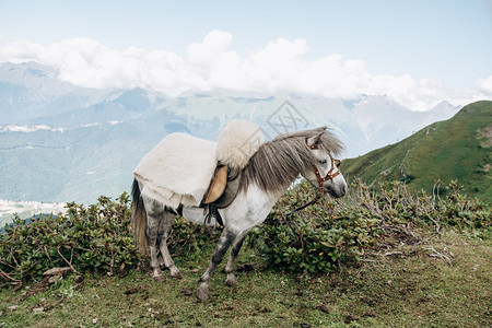 山上有匹马在山图片