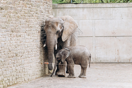 动物园大母亲附近的象宝图片
