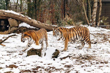 老虎在雪覆盖的地面上行走图片