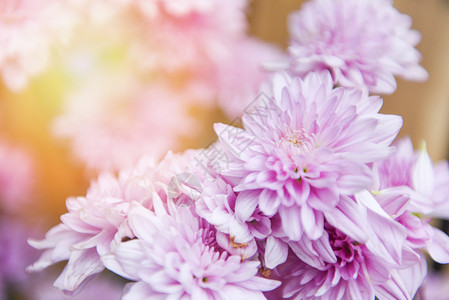 粉红菊花紫色美丽朵装饰在明亮的客厅植物花瓶里有选择焦点图片