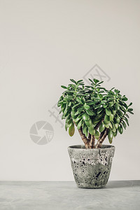 白墙对面的Crassulaovatajade植物钱树城市生活和室内植物的装饰图片