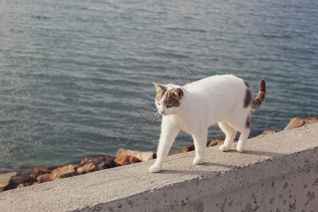 可爱的猫在海滩上漫步图片