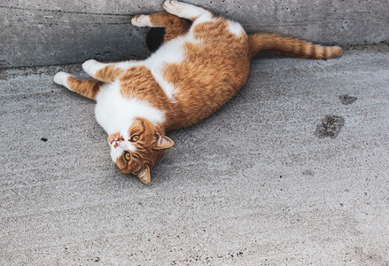 可爱的猫在海滩上漫步图片