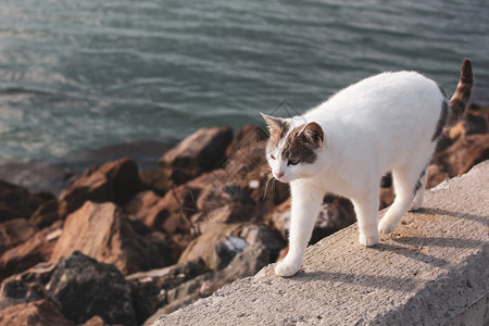 可爱的猫在海滩上漫步图片