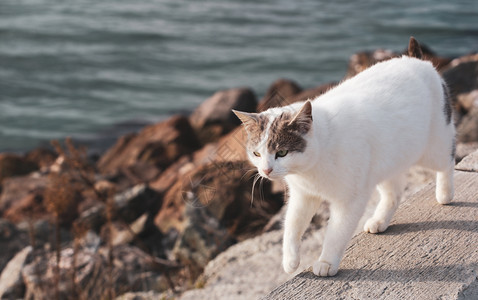 可爱的猫在海滩上漫步图片