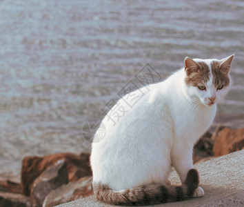 可爱的猫在海滩上漫步图片