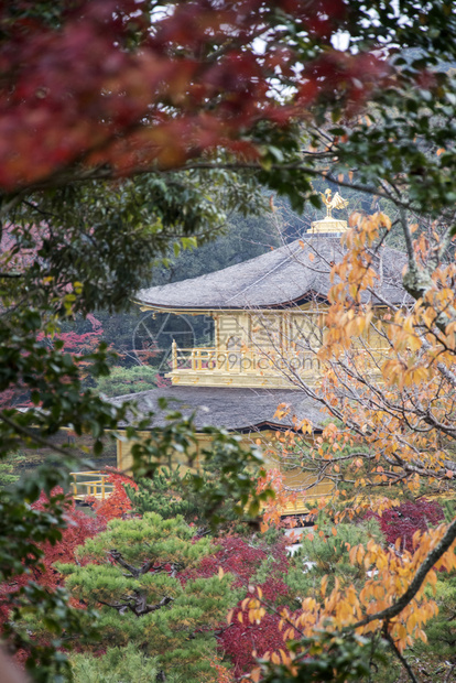 京都金殿佛教寺庙Kinkakuji是日本最受欢迎的建筑之一每年吸引大量游客图片