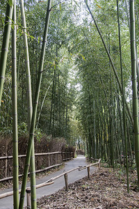 青山竹森林在京都日本的著名地方图片