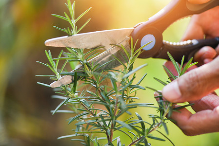 在花园种植切除的迷迭香物以提取必要的石油图片