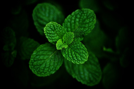 花园中的薄荷叶深底新鲜薄荷叶天然绿色草药或蔬菜图片