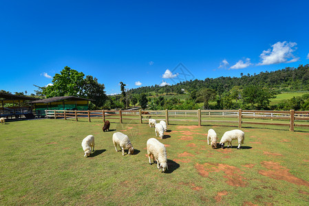 绿田牧草夏日明和蓝天空的牧羊山农业图片