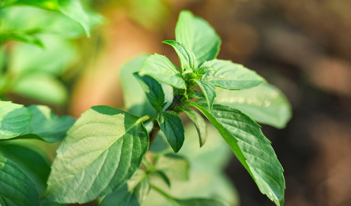 树上的亚洲叶园林草药和食品香料中的绿色质图片