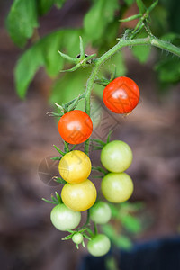 植物树上的番茄新鲜红和绿挂在温室农业的藤树上图片