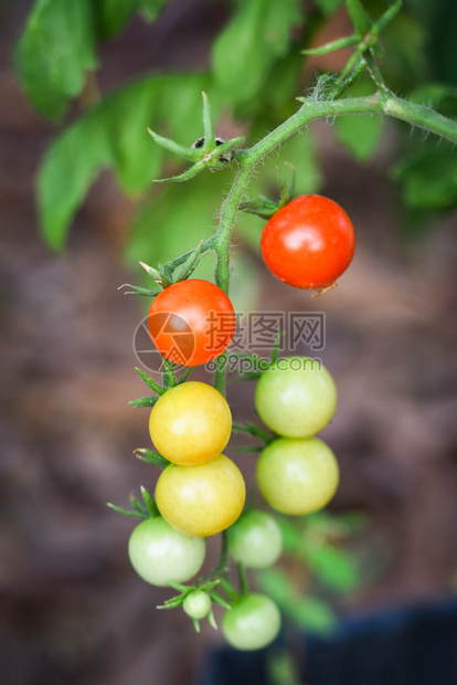 植物树上的番茄新鲜红和绿挂在温室农业的藤树上图片