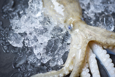 冰新鲜章鱼上海食鱿冰新鲜章海洋美食原生乌贼超市内冰暗背景的乌贼图片