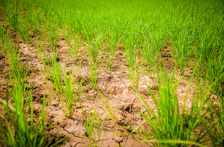 干旱绿稻田农业地区旱季干节的荒地土自然灾害破坏农业土壤干泥地旱背景图片