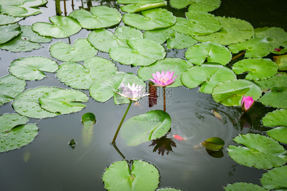 Lototus池塘Lilly水或莲花和绿叶在园中种植水池图片