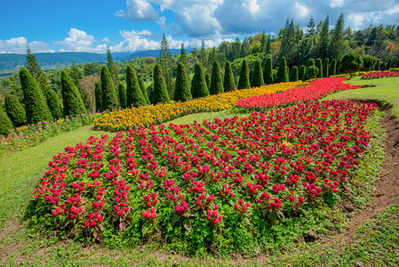 园林院里的花朵背景图片