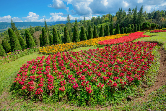 园林院里的花朵图片