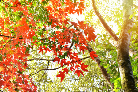 林叶颜色变化的景大自然AcerPalmatumAcerCalcaratumGagnep图片