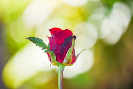 红玫瑰花情人节自然背景爱人概念的自然背景图片