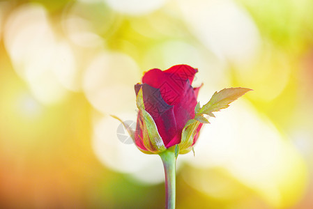 玫瑰花关闭美丽的红玫瑰在大自然上模糊的背景情人节和爱的概念图片