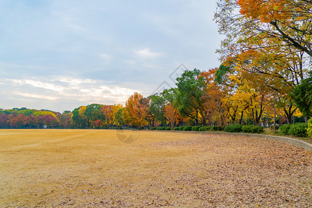 公园花的红树林天线有草场京都市关西多彩的秋季有叶子或落日本的树木自然景观背图片