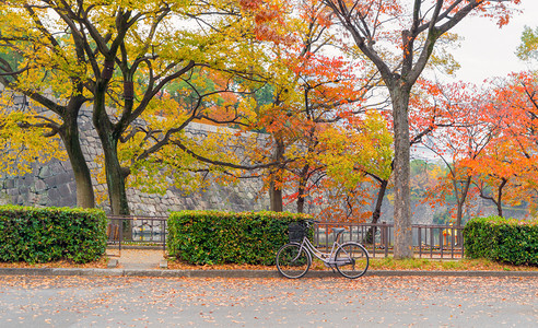 一辆自行车或上面有红色的木叶或落者在大阪市关赛秋天的多彩树枝和