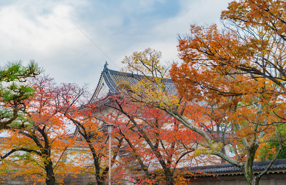 大阪寺庙塔有红色的木叶或落树枝在广博的秋天在关西大阪市日本的树木建筑景观背图片