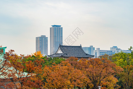 大阪寺庙塔有红色的木叶或落树枝在广博的秋天在关西大阪市日本的树木建筑景观背图片