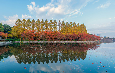 湖或河反射红木叶落树枝在京都Kansai秋天的多彩季节日本的树木自然景观背图片