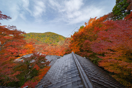 在秋季树林多彩京都关西日本自然景观背图片