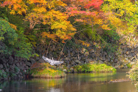 靠近一只野白长的嘴鸟翅膀靠近瀑布树叶红落下在多彩的秋天季节动物图片