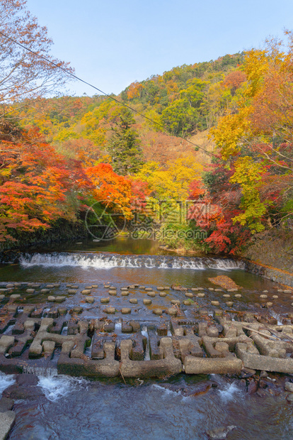 在京都Rurikoin寺庙瀑布附近的多彩秋天季节红树叶或落日本有蓝天空的树木自然景观背图片