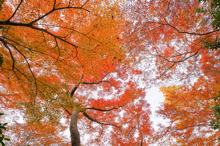 红树叶或落和树枝在京都关西日本的树自然景观背图片