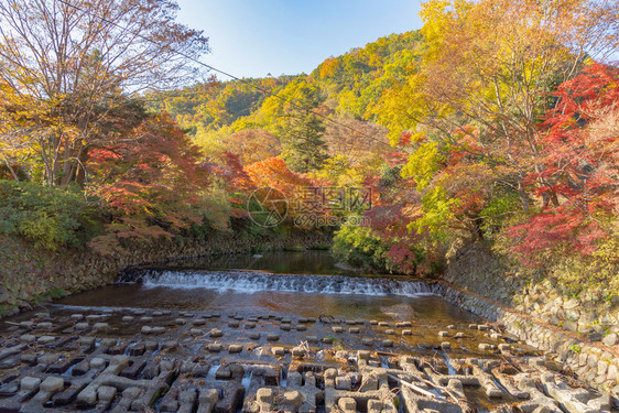 在京都Rurikoin寺庙瀑布附近的多彩秋天季节红树叶或落日本有蓝天空的树木自然景观背图片