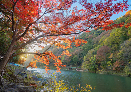 在京都关西青山河附近的多彩秋季节红树叶或落日本有蓝天空的树木自然景观背图片