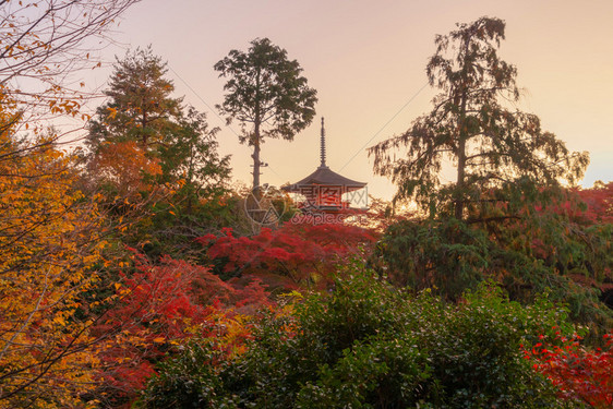 秋季有红木叶或落的有色树京都日本自然和建筑景观背图片