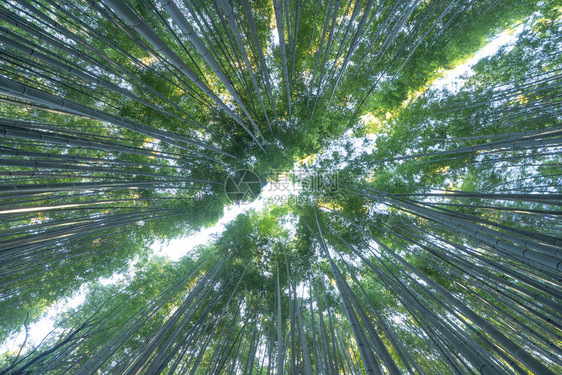 日本竹林山高树日本京都郊外旅行度假中的高山树自然公园高景观背图片