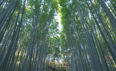 日本竹林山高树日本京都郊外旅行度假中的高山树自然公园高景观背图片