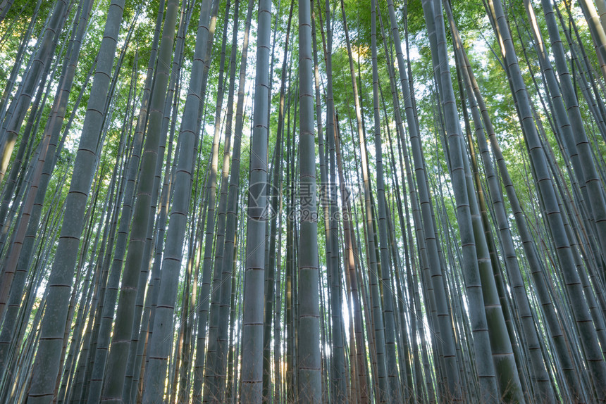 日本竹林山高树日本京都郊外旅行度假中的高山树自然公园高景观背高清图片下载 正版图片 摄图网