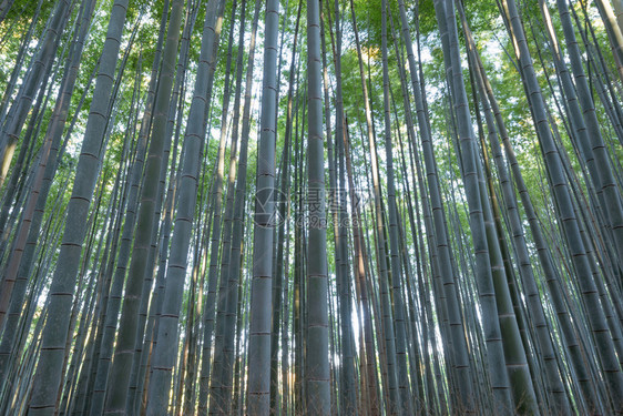 日本竹林山高树日本京都郊外旅行度假中的高山树自然公园高景观背图片